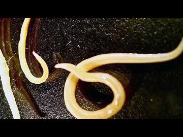 Two prehistoric worms are moving and eating after they came back to life